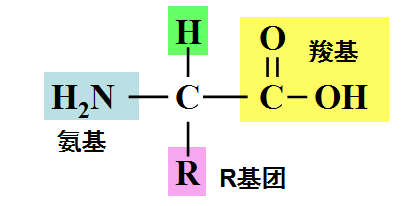 氨基酸的结构式是什么样的？