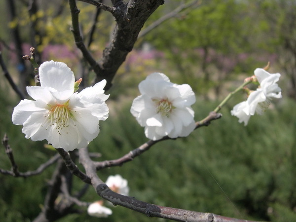 梅花在什么季节开花