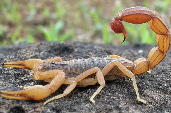 《昆虫记》朗格多克蝎的特点归纳是什么？