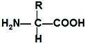 氨基酸的结构通式是什么?
