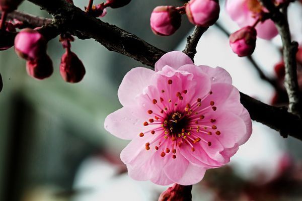 梅花在什么季节开花