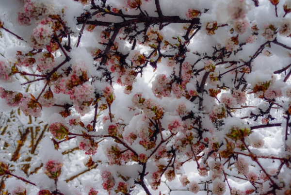 三月桃花雪预示着什么