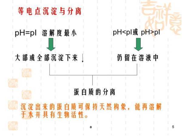 蛋白质的等电点是什么？