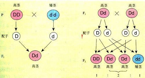 孟德尔遗传定律是什么？