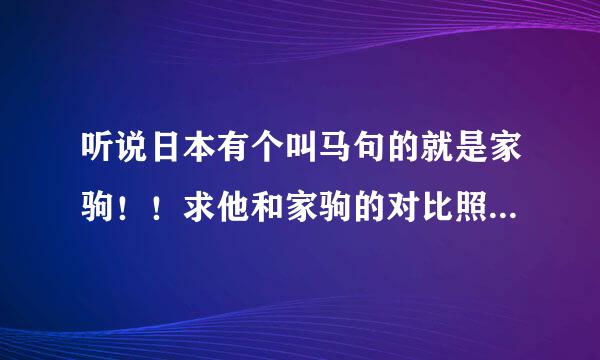 听说日本有个叫马句的就是家驹！！求他和家驹的对比照（越多越来自好！）和详细介绍！！或者是视频！谢谢！！