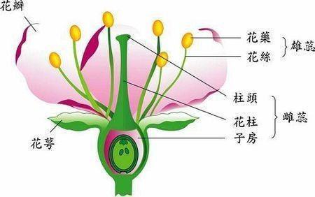 花萼怎么读