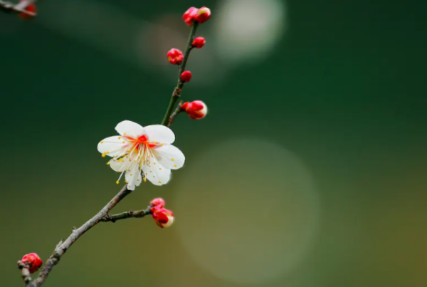 代表中国的花