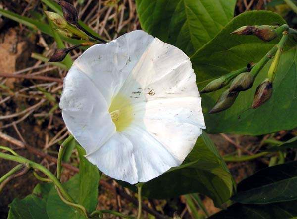 月亮花是一种什么花？