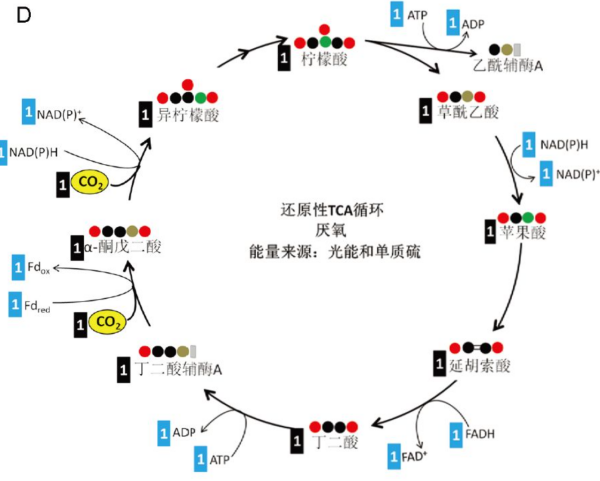 莽草酸途径