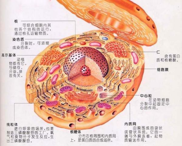 人体细胞结构图