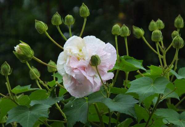 月亮花是一种什么花？