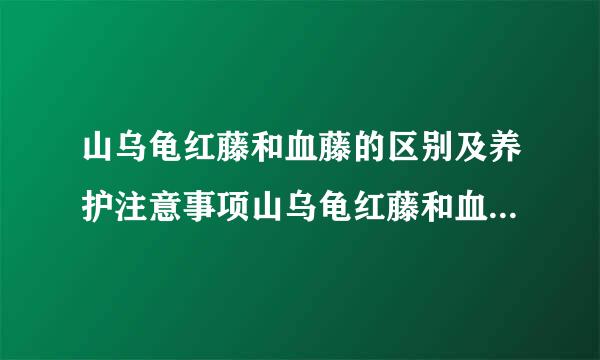 山乌龟红藤和血藤的区别及养护注意事项山乌龟红藤和血藤的区别