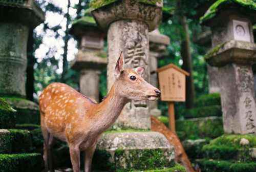 奈良神鹿公园介绍