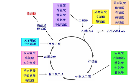 简述来自三羧酸循环的过程