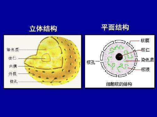 生物防治、机械防治、化学防治的差也报别是什么？