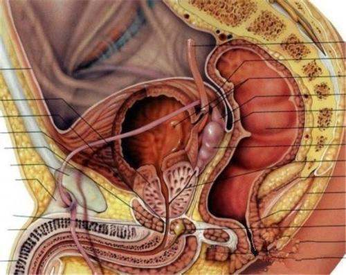 前列腺在人体什么位置 图