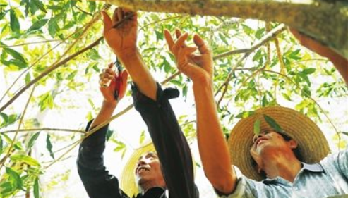 怎么样种植金花茶树？种植金花茶要注意什么问题啊~？