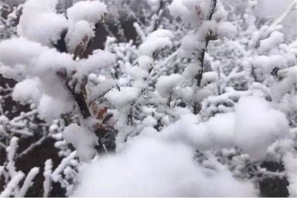 夏蝉冬死团贵待州须候侵雪是什么寓意