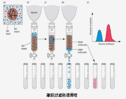 凝胶色谱法的原理