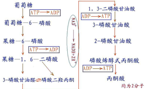 论述糖酵解途径和三羧酸循环途径的异同