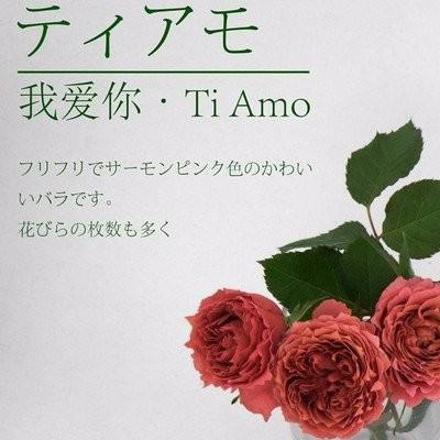 Tiamo 是什么意思来自