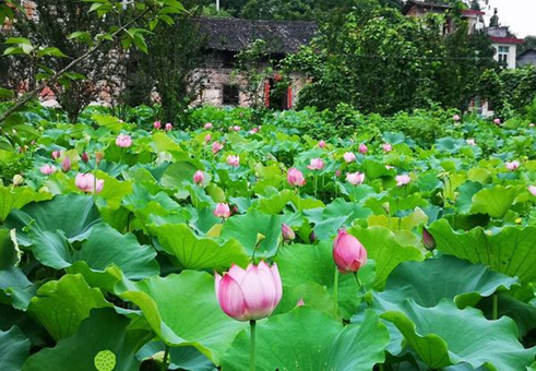 “大明湖畔的夏雨荷”到底是什么梗？