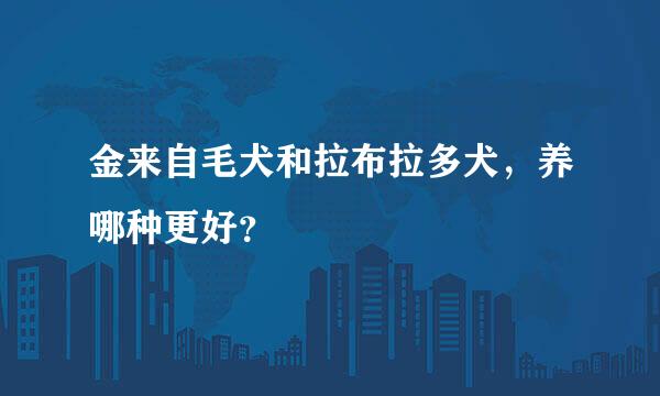 金来自毛犬和拉布拉多犬，养哪种更好？