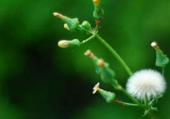 植物传播来自种子的方法有哪些？