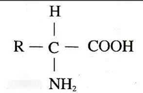 写出氨基酸的结构通式