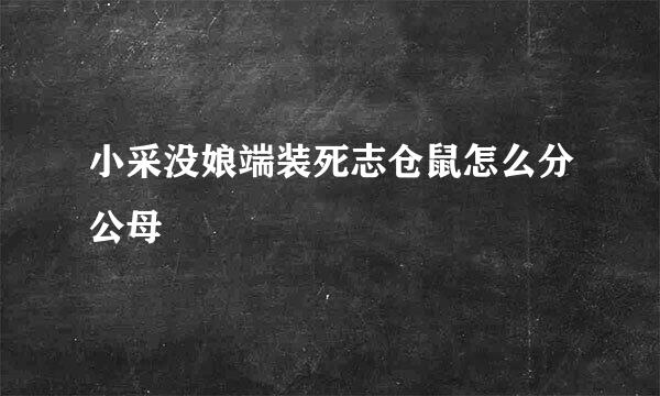 小采没娘端装死志仓鼠怎么分公母