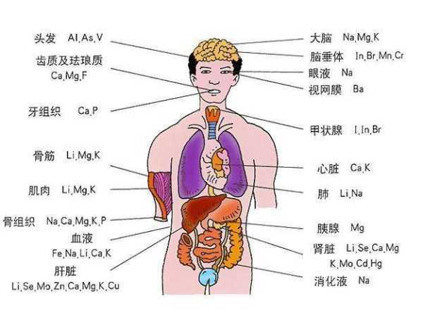 内脏排毒时间表