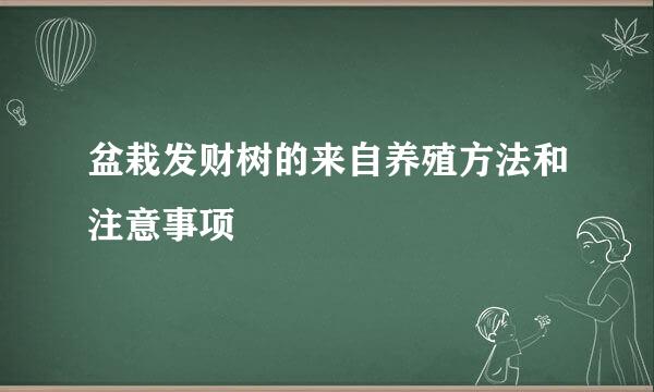 盆栽发财树的来自养殖方法和注意事项