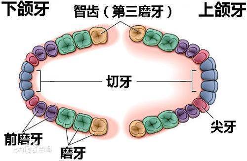 什么是智齿 图片