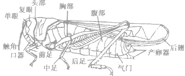 昆虫是无脊椎动物中唯一会飞的 这句话是对的吗？