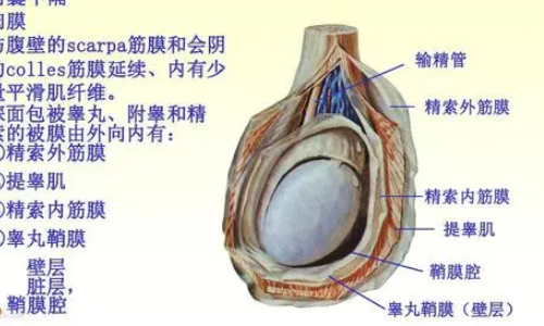 pa环怎么穿?