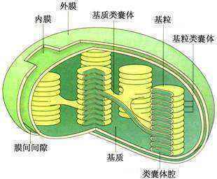 叶绿体结构是什么？