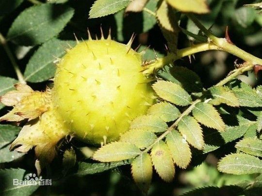 这是刺梨图片吗？这是一种水果还是植物？刚刚在一个叫百纯刺梨网上面看到的。