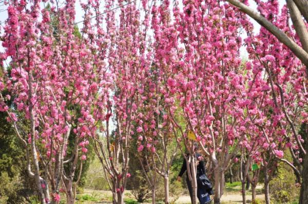 一花独放不是春,百花齐放春满园的出处