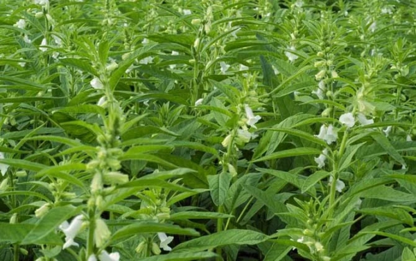 芝麻花开花节节高什么意思