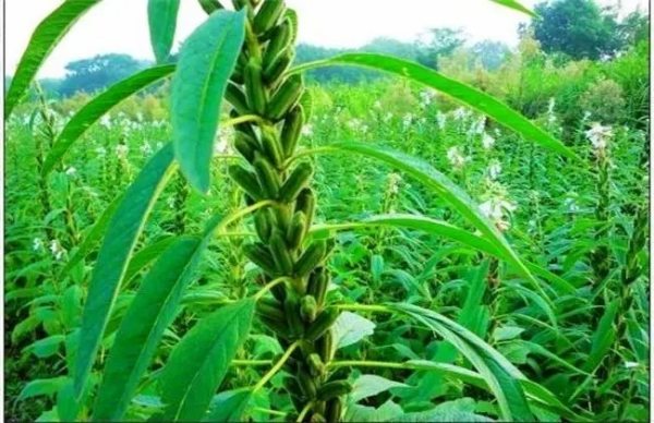 芝麻花开花节节高什么意思