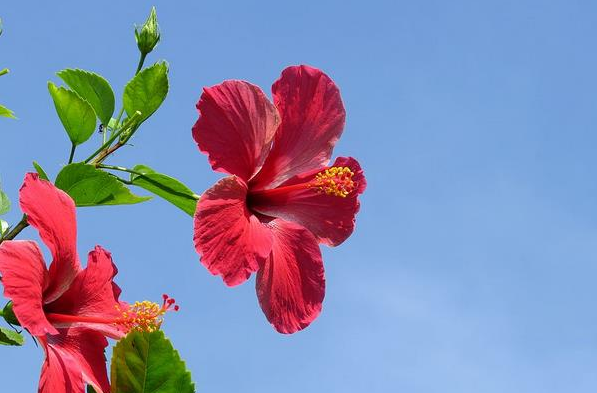 扶桑花和木槿花的区别