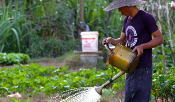 植物红钻的养殖方法？与右给界灯映步