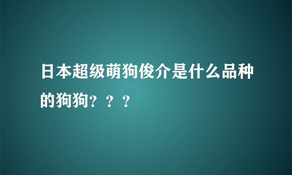 日本超级萌狗俊介是什么品种的狗狗？？？