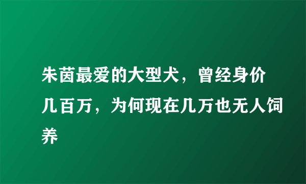 朱茵最爱的大型犬，曾经身价几百万，为何现在几万也无人饲养