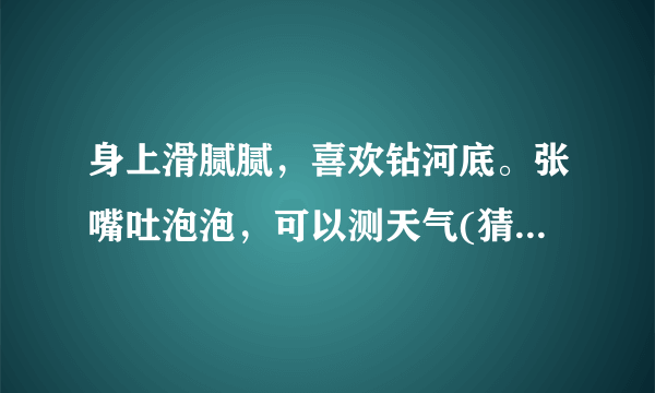 身上滑腻腻，喜欢钻河底。张嘴吐泡泡，可以测天气(猜一动物)