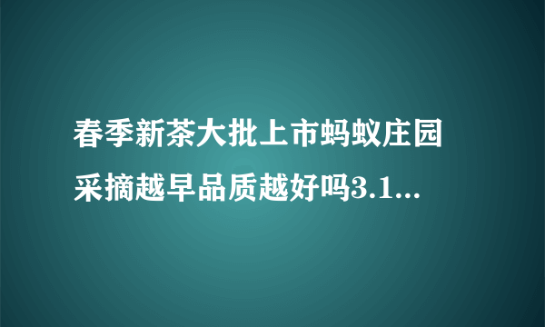 春季新茶大批上市蚂蚁庄园 采摘越早品质越好吗3.13答案最新