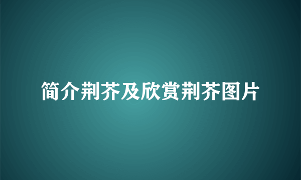 简介荆芥及欣赏荆芥图片