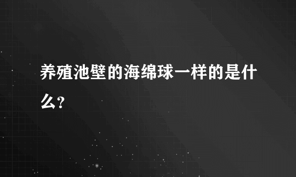 养殖池壁的海绵球一样的是什么？